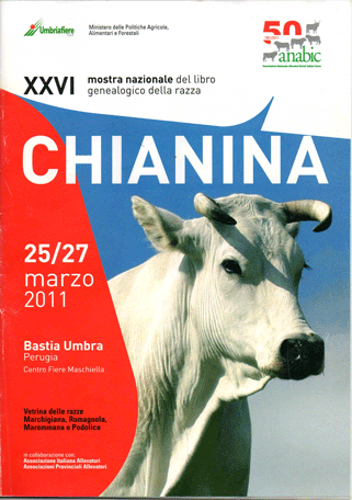 mostra nazionale chianina 2011