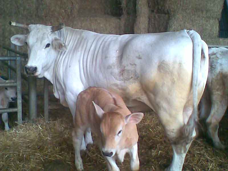vacca chianina con vitello