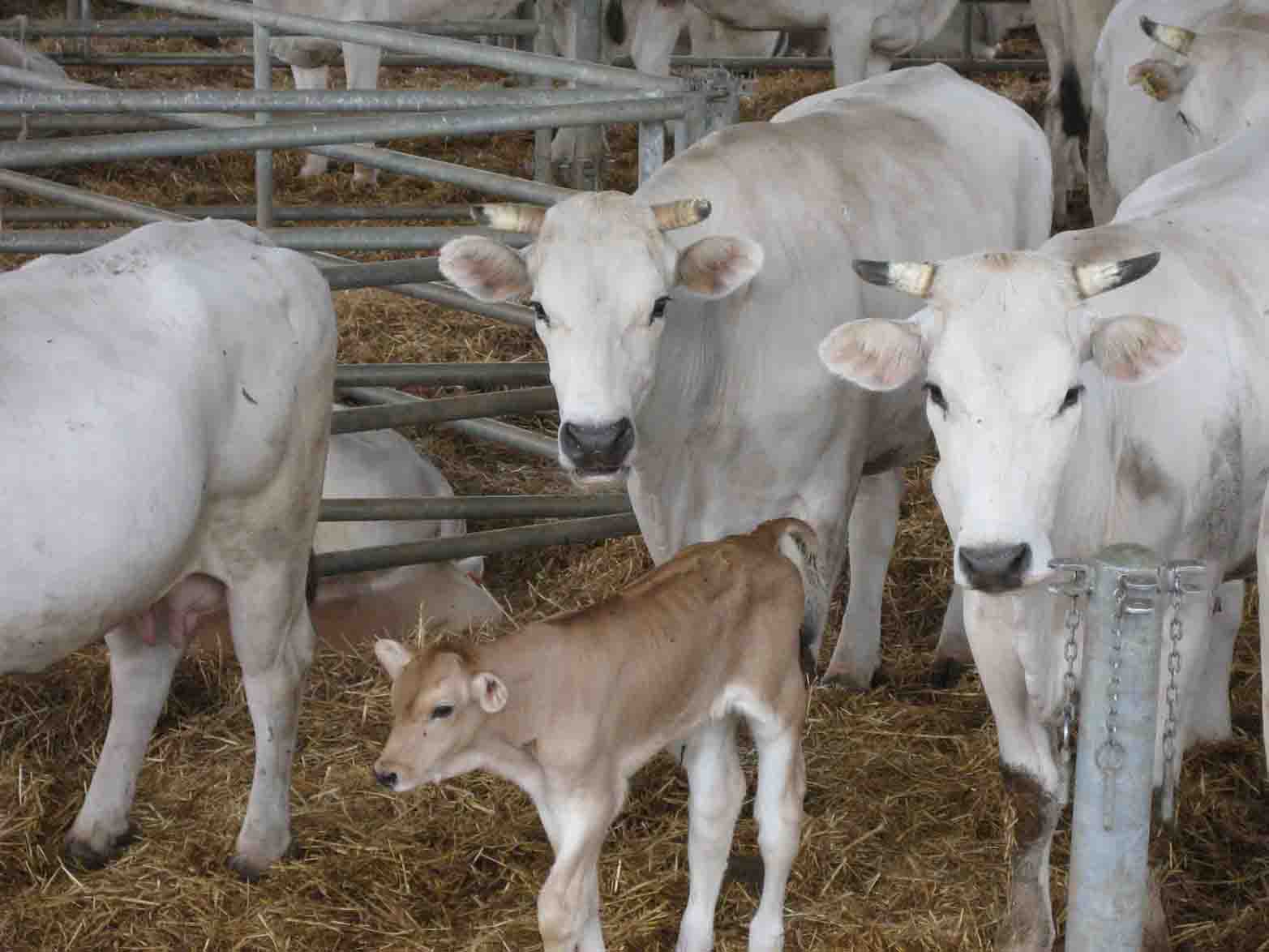 vitellino chianino in stalla